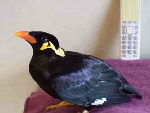 鳥の画像を貼っていくトピ