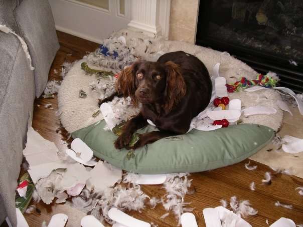 【犬・猫】ペットがいたずらしちゃった画像が見たい【動物・かわいい】