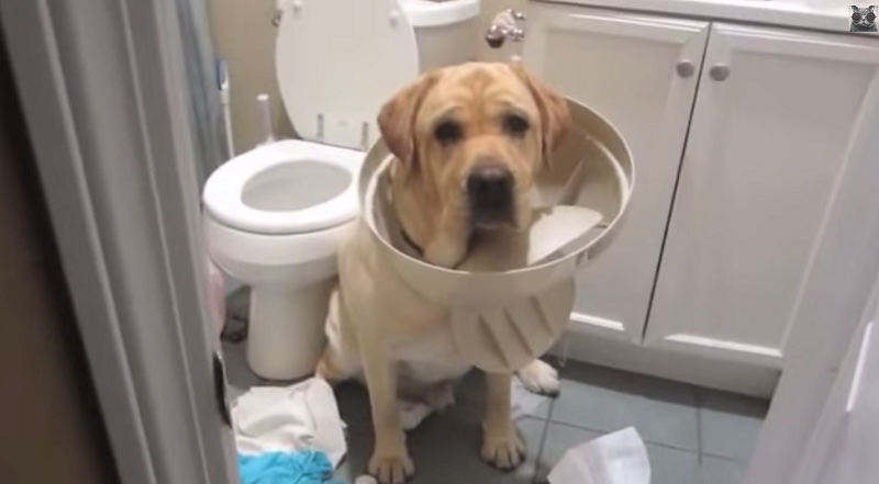 【犬・猫】ペットがいたずらしちゃった画像が見たい【動物・かわいい】