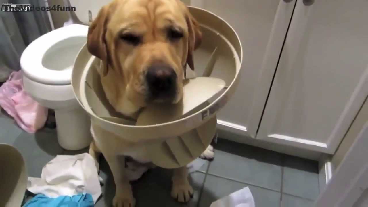 【犬・猫】ペットがいたずらしちゃった画像が見たい【動物・かわいい】