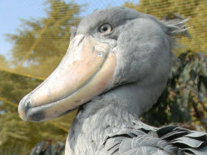 ハシビロコウを語ろう