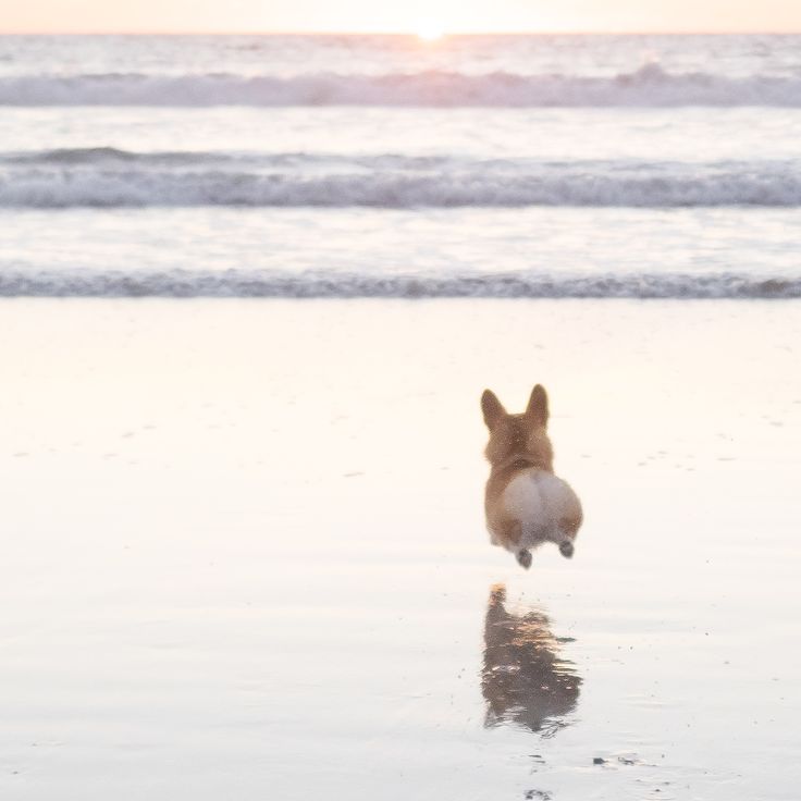 楽しそうな犬の画像トピ