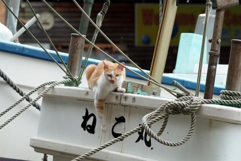 ガルちゃん猫カフェ21号店 開店しました♪ (初めての方も大歓迎！)