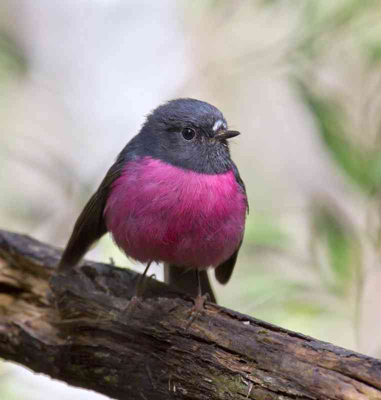 鳥の画像を貼っていくトピ