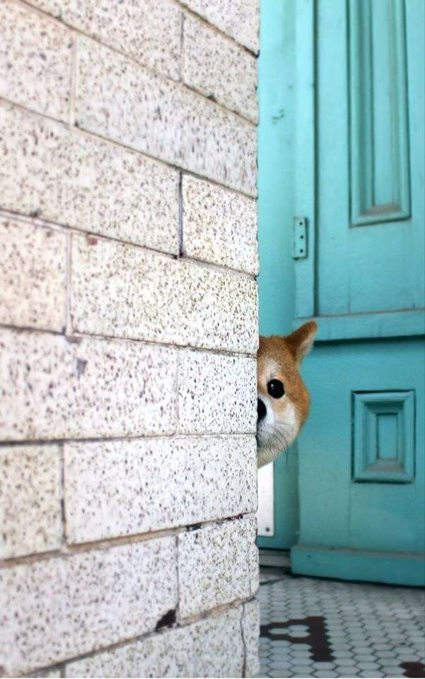 楽しそうな犬の画像トピ