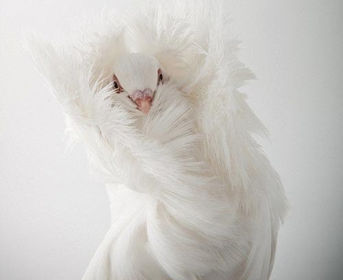鳥の画像を貼っていくトピ