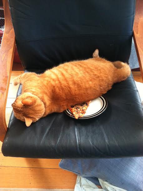 【犬・猫】ペットがいたずらしちゃった画像が見たい【動物・かわいい】