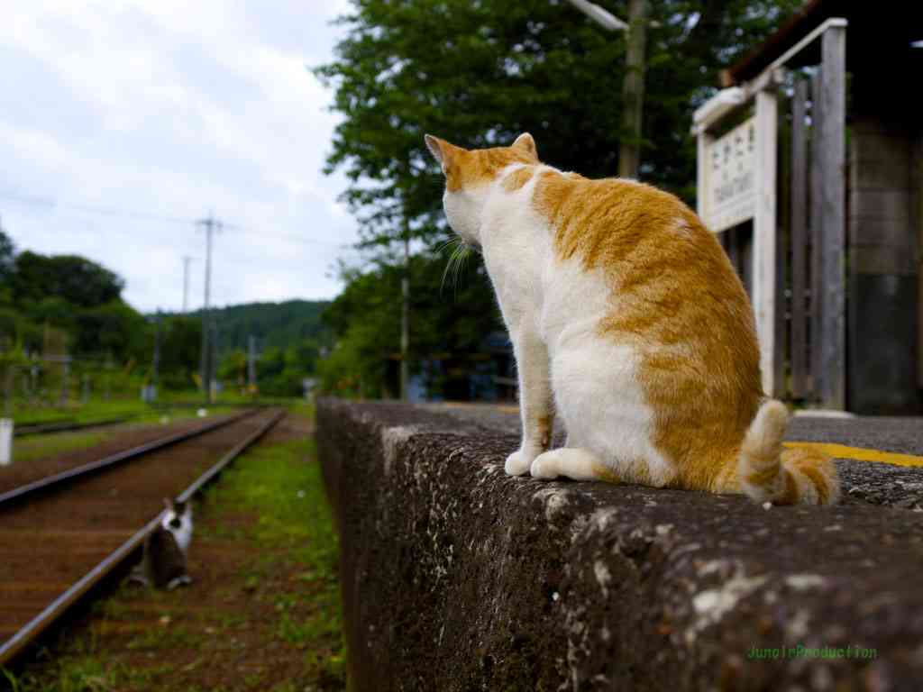 ガルちゃん猫カフェ21号店 開店しました♪ (初めての方も大歓迎!)