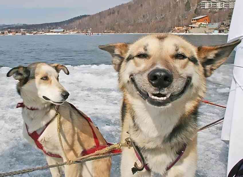 楽しそうな犬の画像トピ