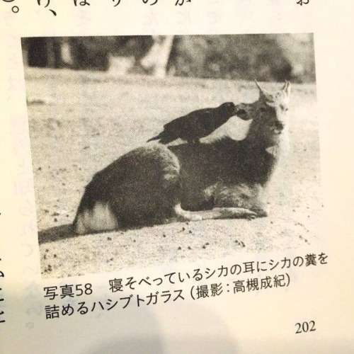 【犬・猫】ペットがいたずらしちゃった画像が見たい【動物・かわいい】