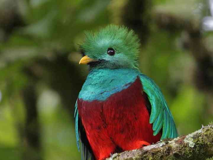 鳥の画像を貼っていくトピ