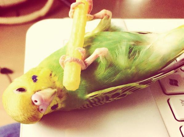 飼い主のじゃがりこを奪い、そのまま眠るインコが可愛い