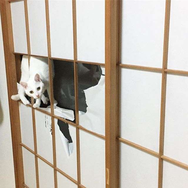 【犬・猫】ペットがいたずらしちゃった画像が見たい【動物・かわいい】