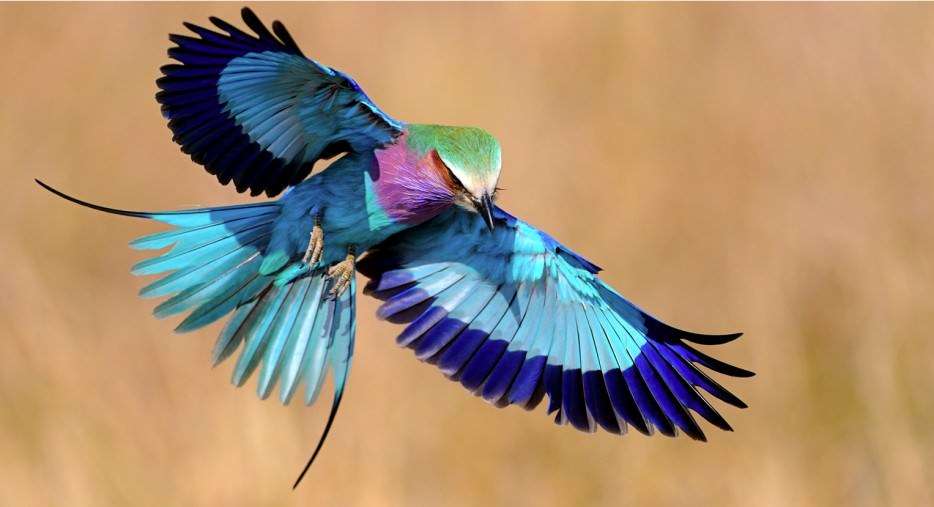 鳥の画像を貼っていくトピ
