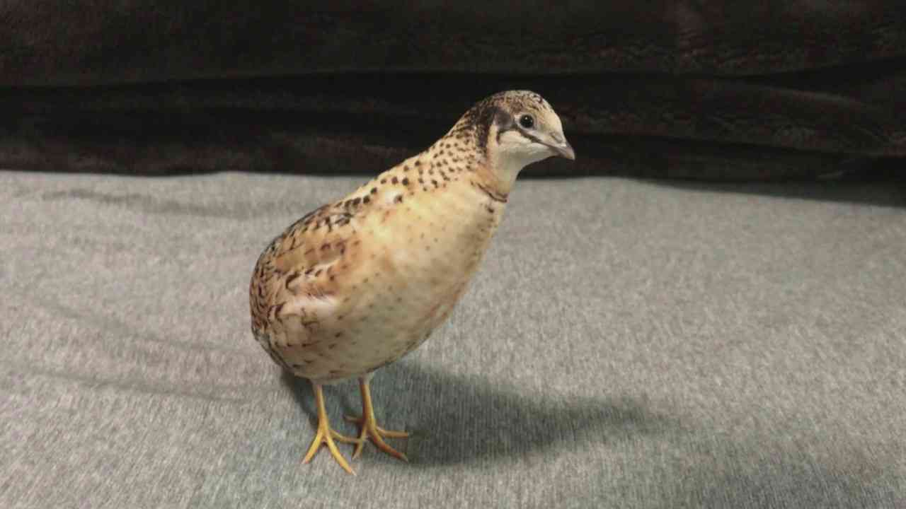 鳥の画像を貼っていくトピ
