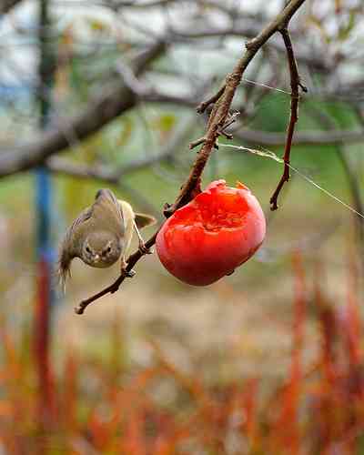 鳥の画像を貼っていくトピ