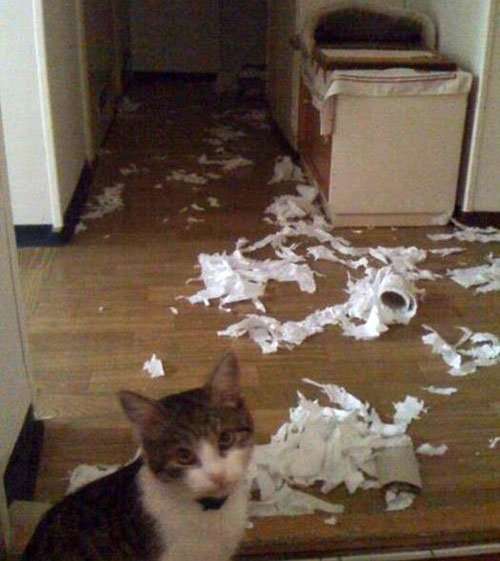 【犬・猫】ペットがいたずらしちゃった画像が見たい【動物・かわいい】