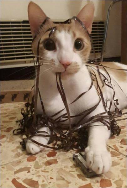 【犬・猫】ペットがいたずらしちゃった画像が見たい【動物・かわいい】