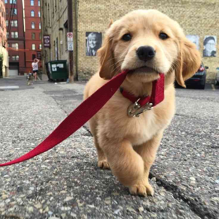 楽しそうな犬の画像トピ