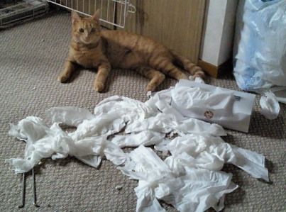 【犬・猫】ペットがいたずらしちゃった画像が見たい【動物・かわいい】