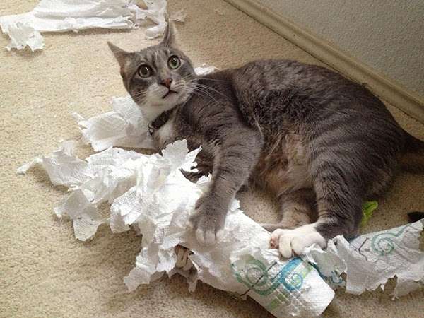 【犬・猫】ペットがいたずらしちゃった画像が見たい【動物・かわいい】