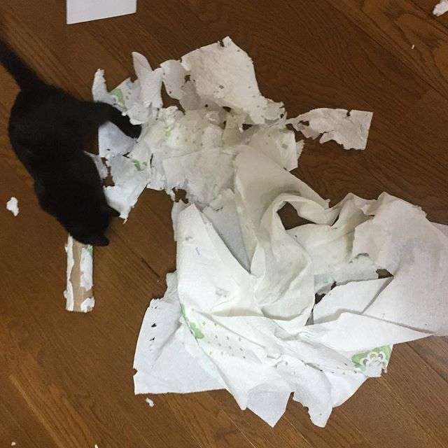 【犬・猫】ペットがいたずらしちゃった画像が見たい【動物・かわいい】