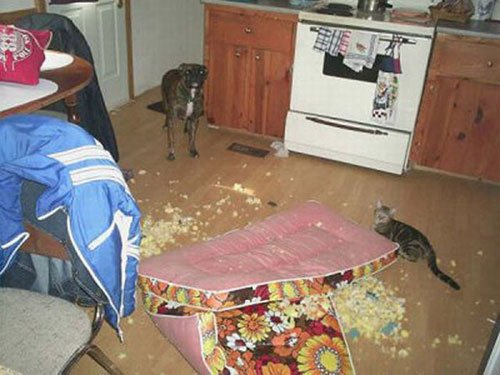 【犬・猫】ペットがいたずらしちゃった画像が見たい【動物・かわいい】