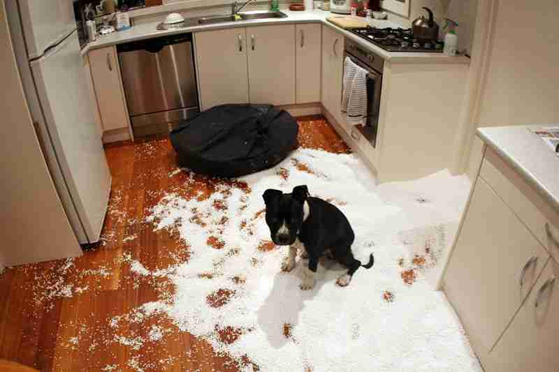 【犬・猫】ペットがいたずらしちゃった画像が見たい【動物・かわいい】