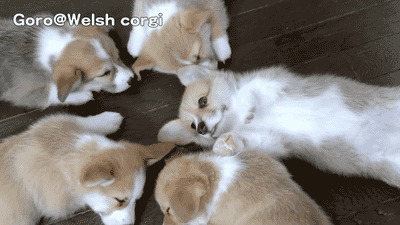 癒されるGIFを貼るトピ☆彡.。