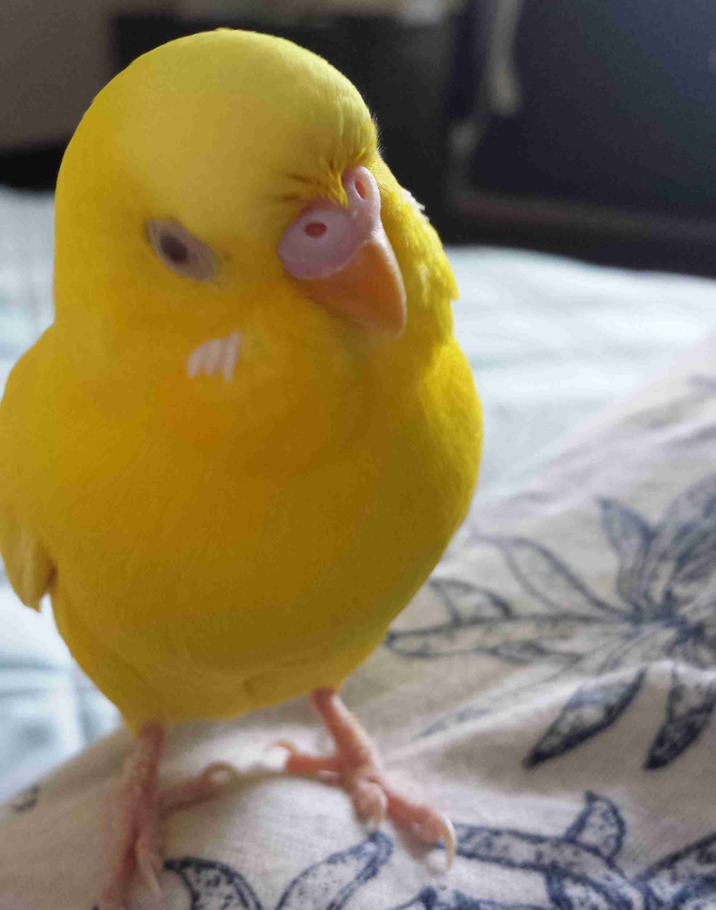 鳥の画像を貼っていくトピ