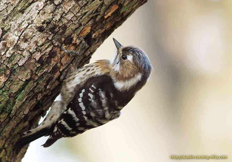 鳥の画像を貼っていくトピ