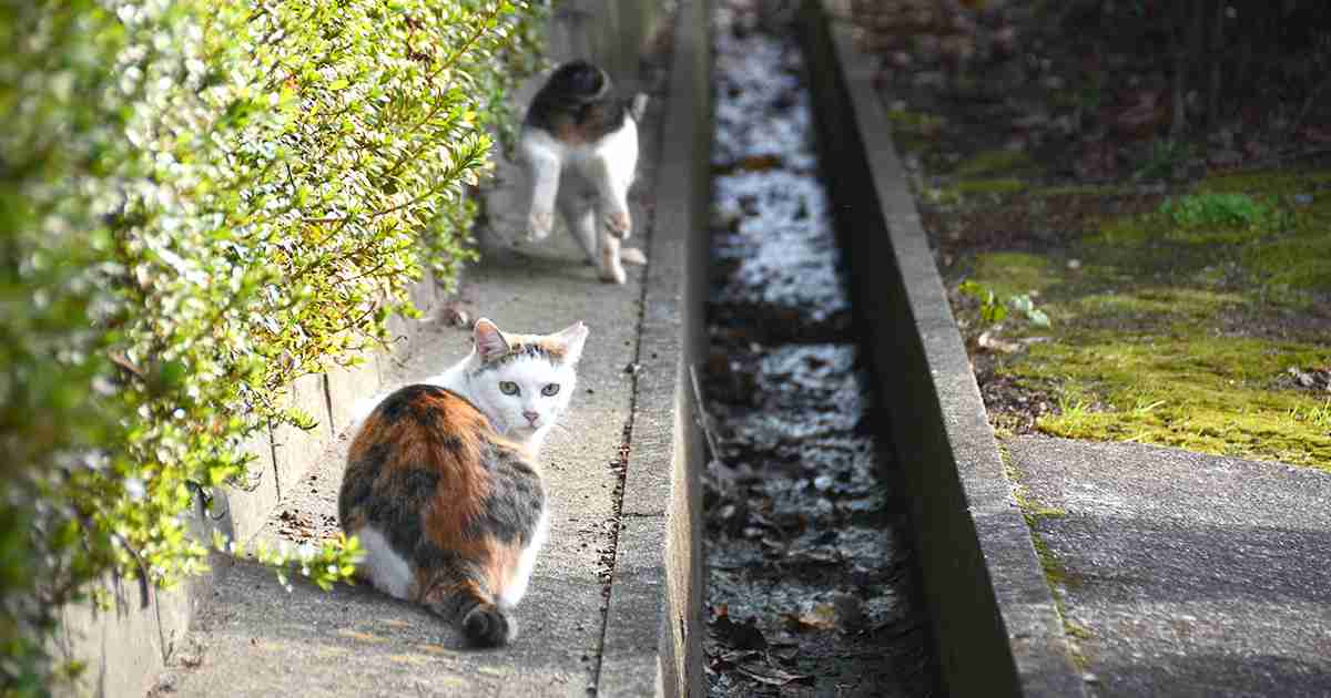 不幸な野良猫を増やさないために… 各地で広がる取り組み | sippo(シッポ)