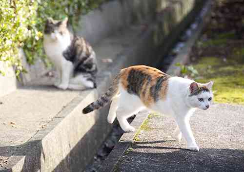 ガルちゃん猫カフェ21号店 開店しました♪ (初めての方も大歓迎！)