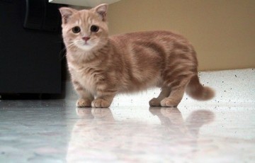 猫の胸毛もふもふ画像ください。