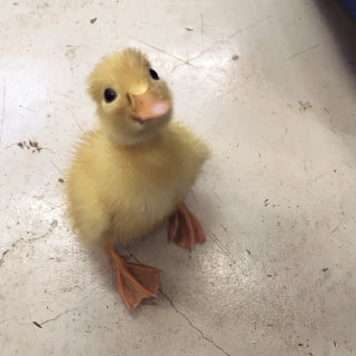 鳥の画像を貼っていくトピ