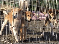 ついに脱・返礼品か？　ふるさと納税で犬、ネコ殺処分ゼロへ ｜ビジネス+IT