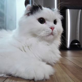 猫の胸毛もふもふ画像ください。