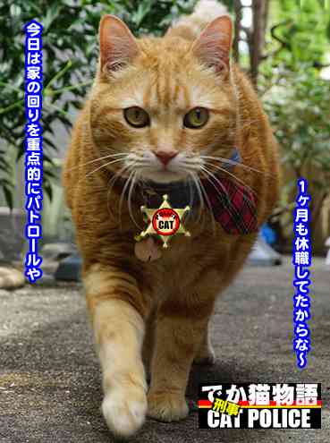 ガルちゃん猫カフェ21号店 開店しました♪ (初めての方も大歓迎！)