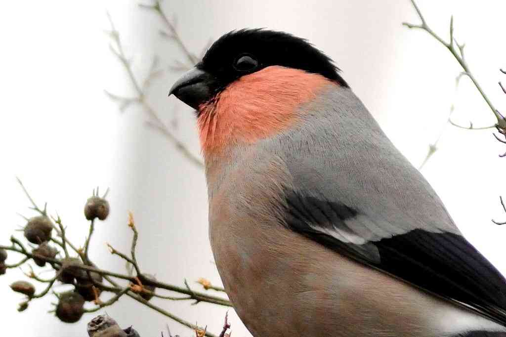 鳥の画像を貼っていくトピ
