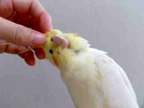 鳥の画像を貼っていくトピ
