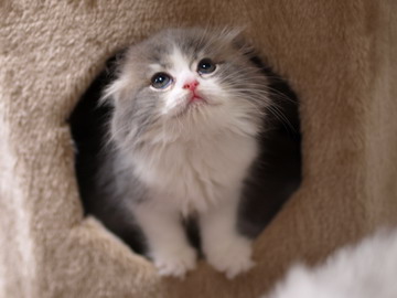 猫の胸毛もふもふ画像ください。