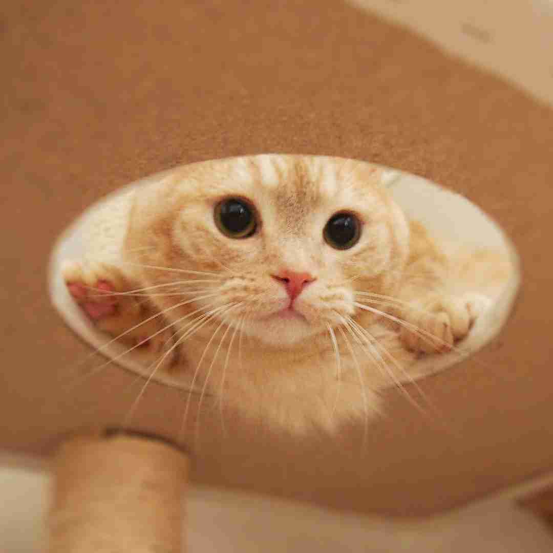 猫の胸毛もふもふ画像ください。