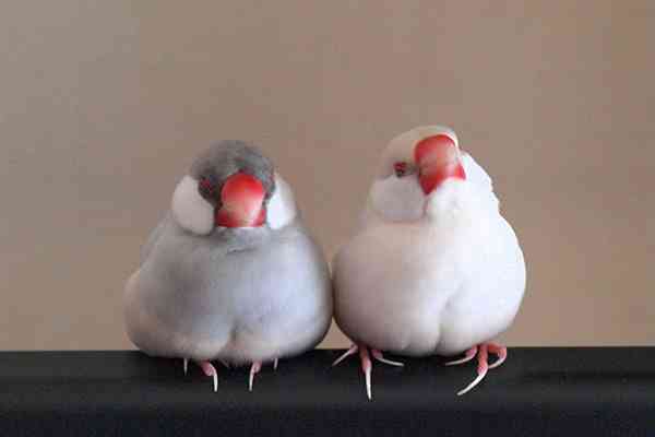 鳥の画像を貼っていくトピ