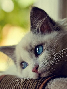 素敵な画像で癒されて月曜日を迎えたい