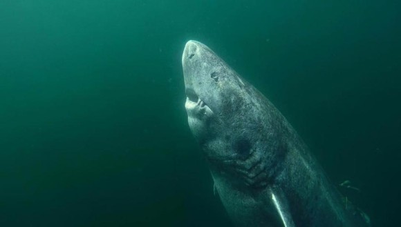 推定年齢512歳。世界最高齢の脊椎動物とされるサメが北大西洋で発見される : カラパイア