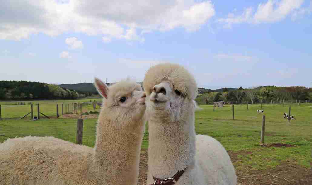【画像】動物が労ってくれるトピ