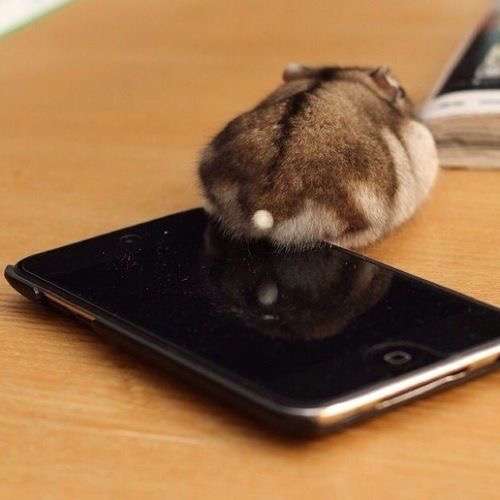 ハムスターが好き