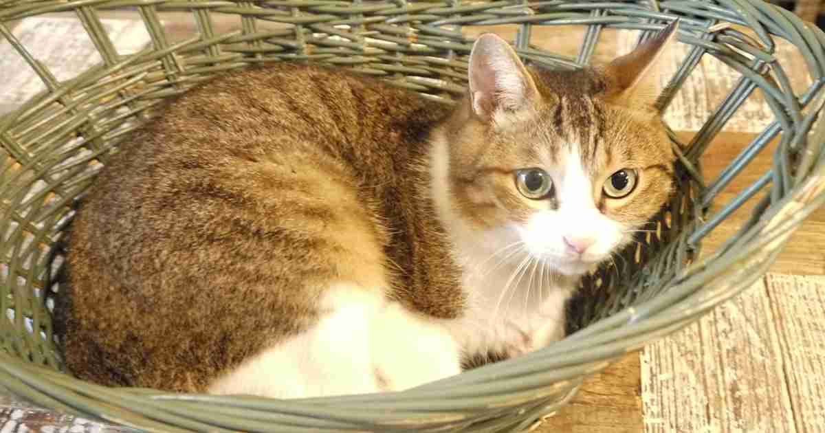 エステで猫に癒やされる？！　人気No.1セラピストは猫 | sippo(シッポ)