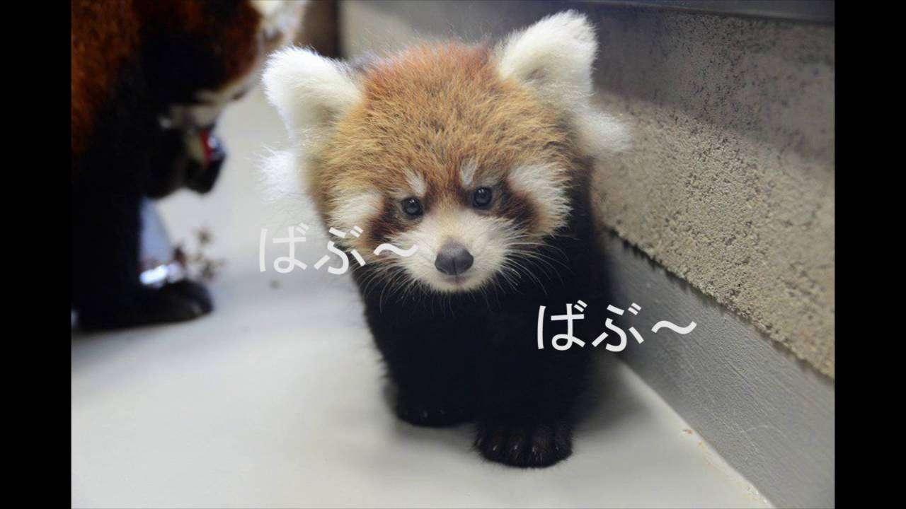 北朝鮮、「炭疽菌ICBM」実験か　米韓に情報