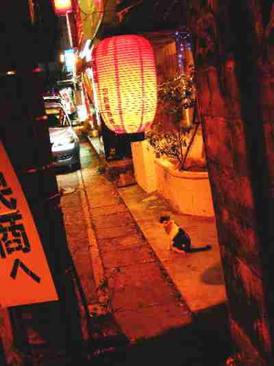 ガルちゃん猫カフェ21号店 開店しました♪ (初めての方も大歓迎！)